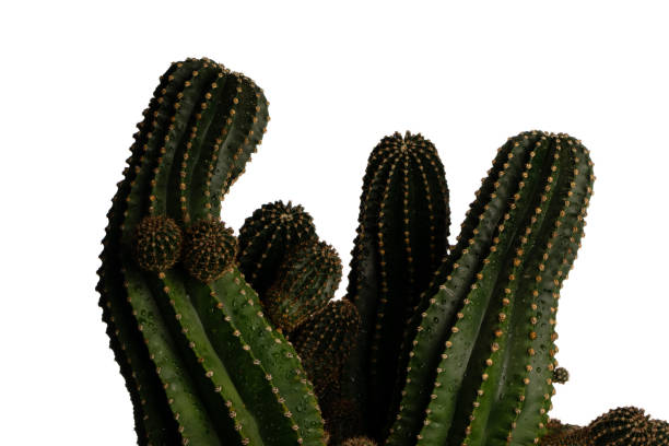 istock Massive green stems of a cactus 1297421781