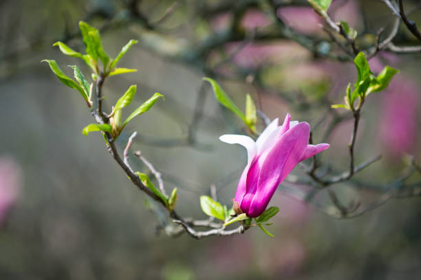 magnolia flower on tree branch on blurred background - focus on foreground magnolia branch blooming imagens e fotografias de stock