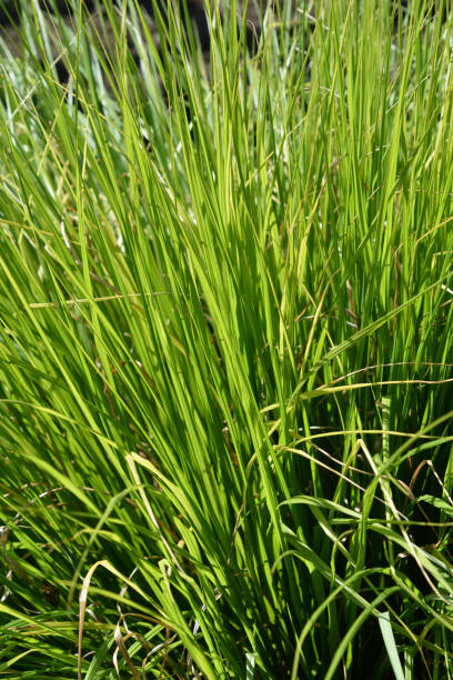 istock Green Chinese Fountain Grass 1297423932