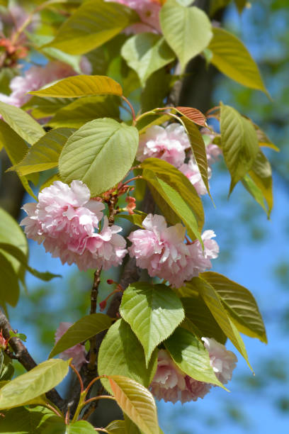istock Japanese flowering cherry Kanzan 1297423962