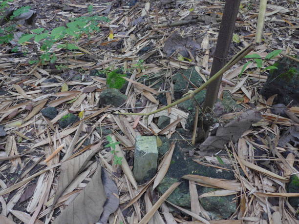 istock Fallen leaves of bamboo tree 1297424304