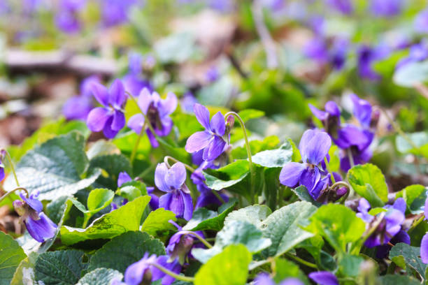 flores da primavera. violetas violetas florescem na floresta da primavera. viola odorata. bela bandeira natural - violet blossom spring nature - fotografias e filmes do acervo