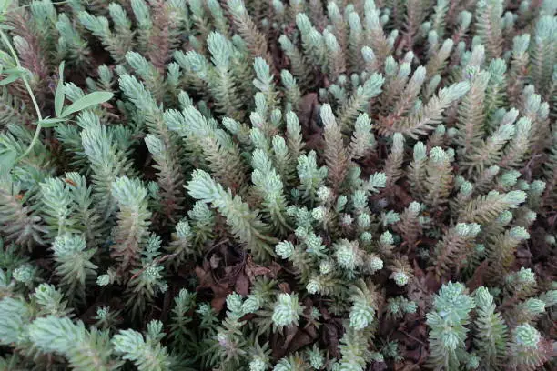 Blue green foliage of rock stonecrop in May