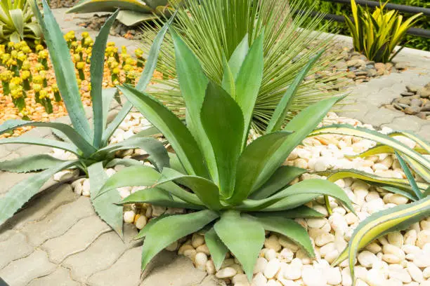 Close up of agave plant in a garden.