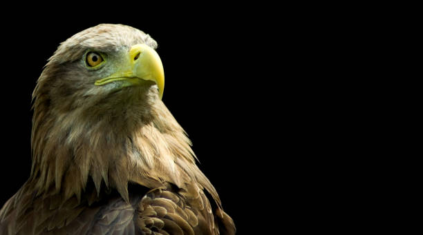 istock eagle head against the background of the starry sky 1297427528