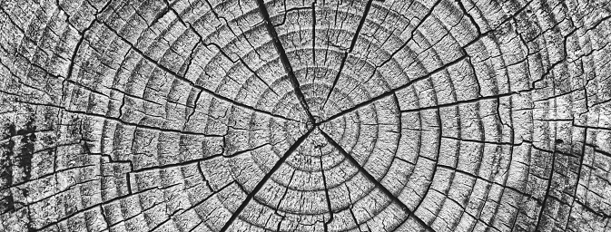 Old Wood Tree Rings worn texture, weathered section of wood with cracked rings and amazing detailed textured natural full frame  web banner background
