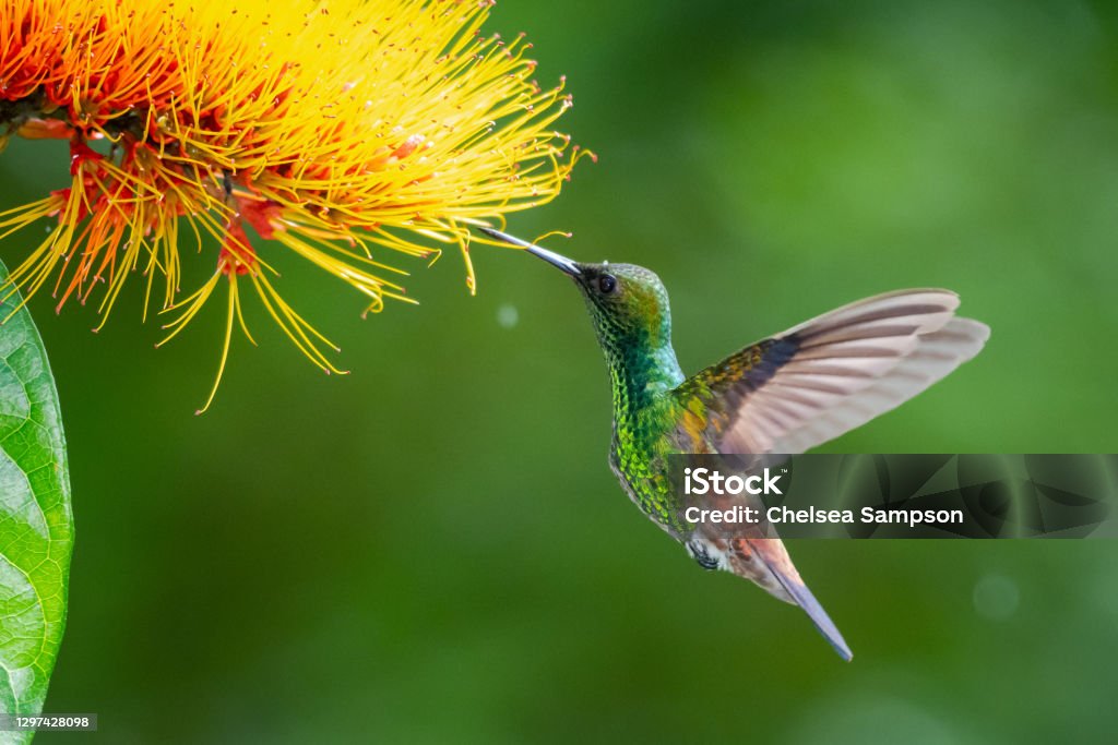 A Copper-rumped hummingbird feeding on a Combretum (Monkey Brush) flower with a green background. Wildlife in nature. Bird in flight. Hummingbird in tropical surrounding. Animals In The Wild Stock Photo