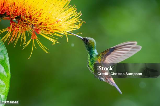 A Copperrumped Hummingbird Feeding On A Combretum Flower With A Green Background Stock Photo - Download Image Now
