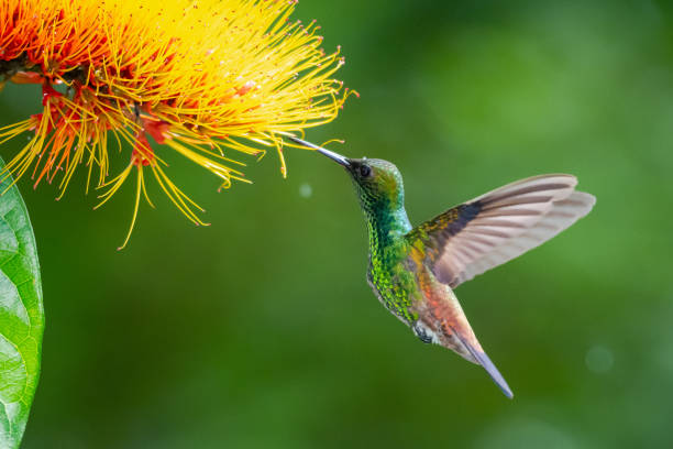медно-помятая колибри, питающаяся цветком combretum (monkey brush) с зеленым фоном. - колибри фотографии стоковые фото и изображения