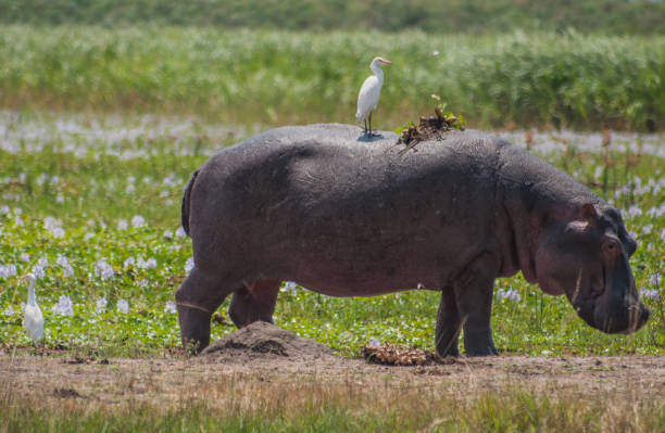 istock Bird resting on hippo in Akagera national park, Rwanda 1297428113