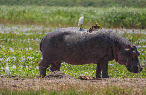 Bird resting on hippo in Akagera national park, Rwanda Bird resting on hippo in Akagera national park, Rwanda akagera national park stock pictures, royalty-free photos & images