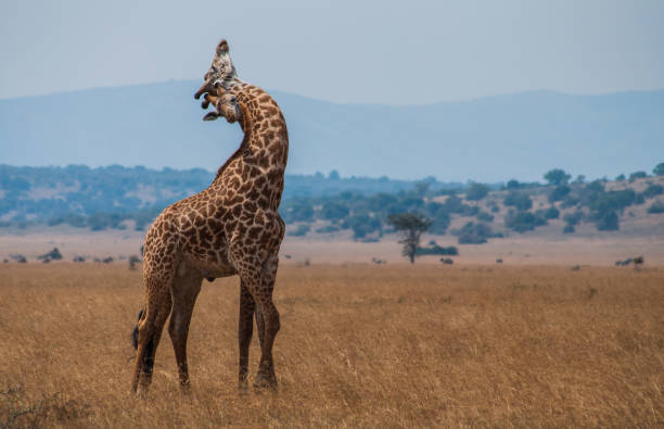 Hugging giraffes in Akagera national park, Rwanda Hugging giraffes in Akagera national park, Rwanda akagera national park stock pictures, royalty-free photos & images