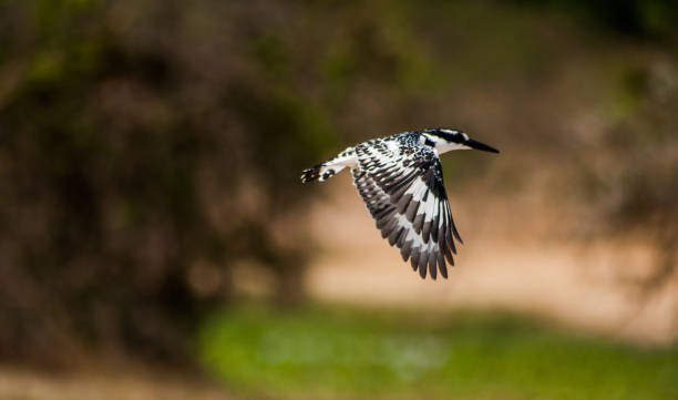 vogelfliegen im akagera nationalpark, ruanda - animals hunting kingfisher animal bird stock-fotos und bilder