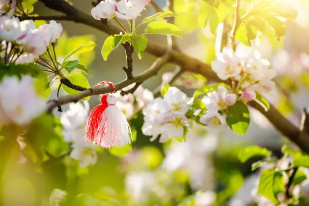 Photo of Traditional Bulgarian Martenitza on a blossoming tree. Baba Marta celebration.