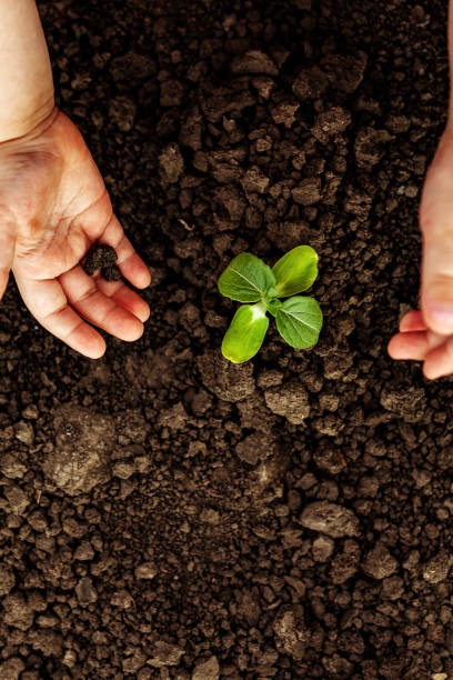 istock A child is holding a small tree. Concept of world environment day. Two hands hold a light green tree. A child plants a plant 1297429005