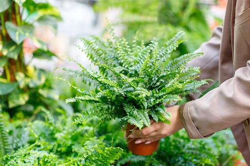 Gardening, planting concept. Businesswoman choosing potted plants -lush Nephrolepis fern for her home/apartment in a greenhouse or flower store, soft focus.