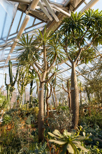 istock Glasshouse with various cacti, succulents 1297432568