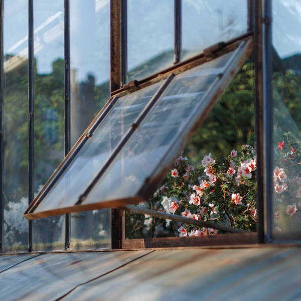 istock Blossoming white azaleas in greenhouse in a slightly open window, selective soft focus. Flowering plants growing In botanical garden 1297432627