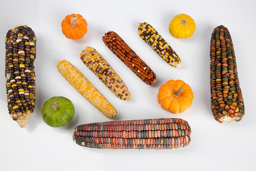 Assorted small pumpkins and colorful indian corns (gem glass corn). Top view isolated on white background. Foods, autumn, Halloween and Thanksgiving concepts.