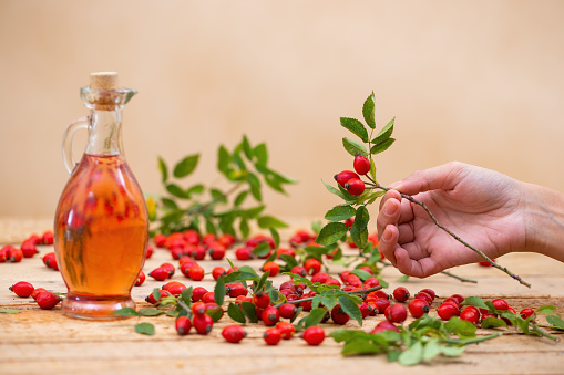 Hand holding rosehip twig with red ripe berries and flask full of essential oil in background. Concept of alternative herbal medicine. Multiple brier seed on wooden table.