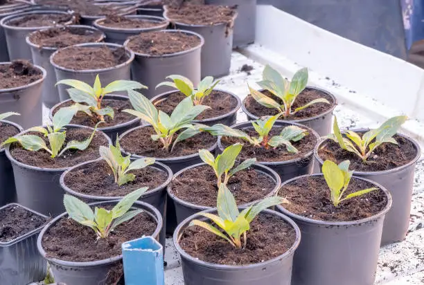 gazania seedlings in pots in a greenhouse