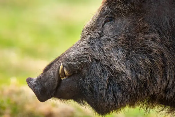 Wild boar, sus scrofa, head looking on grassland in spring in detail. Dark snout with white tusks from close-up. Portrait of hairy brown mammal with white teeth on green field.