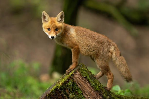 istock Baby red fox climbing on mossed stump in spring nature 1297437326