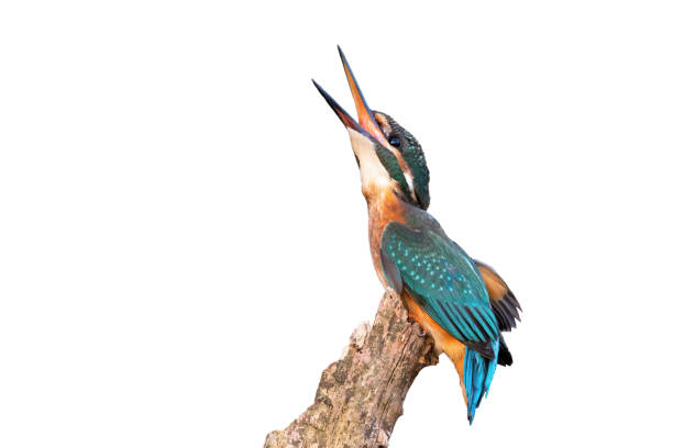 istock Common kingfisher with open beak isolated on white background 1297437431
