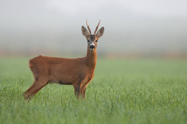 istock Roe deer buck watching on green field in morning mist. 1297437815