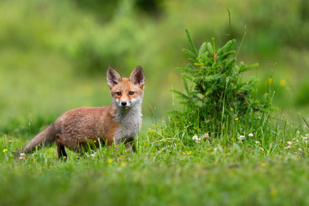 istock Juvenille red fox standing on meadow in spring nature 1297437894