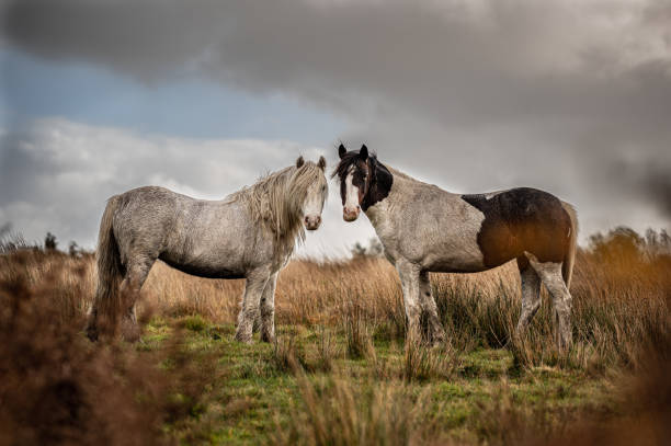 istock Two horses, showing affection, in an autumnal landscape 1297437970