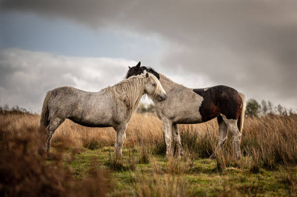 istock Two horses, showing affection, in an autumnal landscape 1297438027