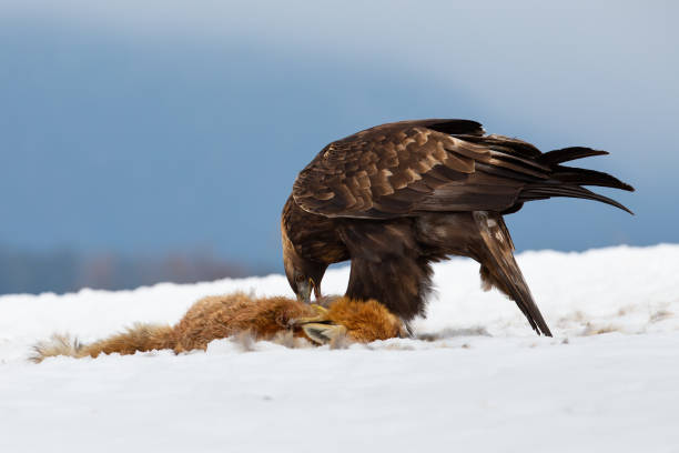 Golden eagle, aquila chrysaetos, eating prey on snow in wintertime nature. Wild bird feeding with dead fox from low angle perspective. Brown feathered animal standing on white glade.