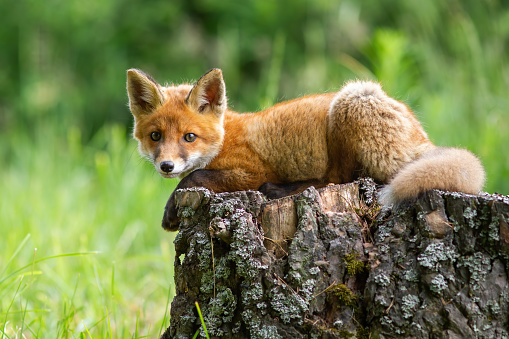 Cute red fox, vulpes vulpes, cub lying on a tree stump in springtime forest. Adorable immature wild animal relaxing in wilderness. Young mammal with orange looking into camera.