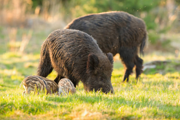 istock Tranquil herd of wild boar with piglets feeding on meadow in springtime 1297438704