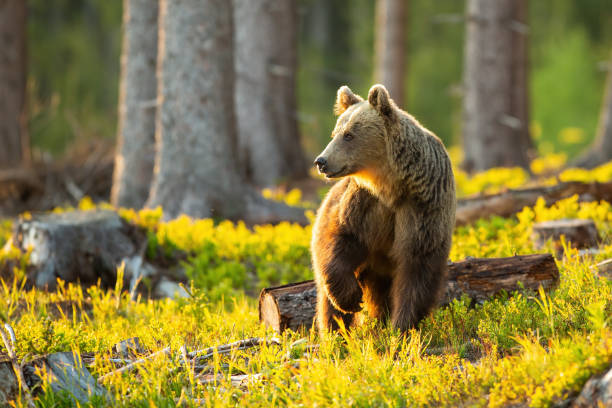 istock Brown bear looking aside with front leg up in the air inside sunlit forest 1297438789