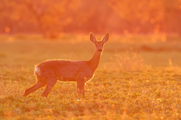 istock Female roe deer looking to the camera in orange sunlight. 1297439114