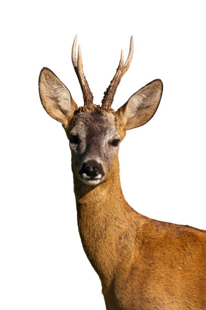 istock Roe deer watching in detail islated on transparent background 1297439227