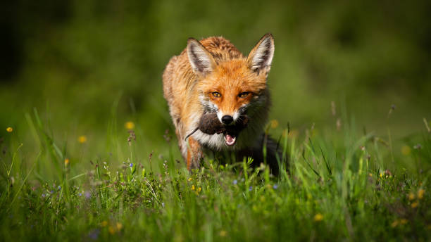 Red fox with mouse in mouth on glade in summer sunlight