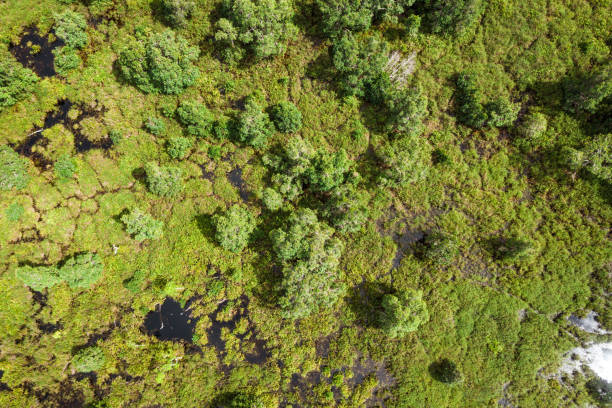 보르네오 열대 토탄 늪 숲 - aerial view lumber industry oil tropical rainforest 뉴스 사진 이미지