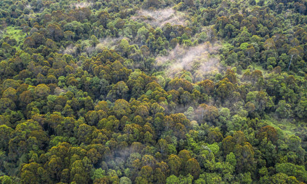 forêt tropicale de bornéo - terre marécageuse de tourbe - mountain nature abstract forest swamp photos et images de collection