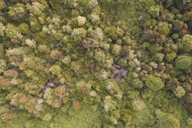 borneo tropical peat swamp forest - lumber industry aerial view oil tropical rainforest imagens e fotografias de stock
