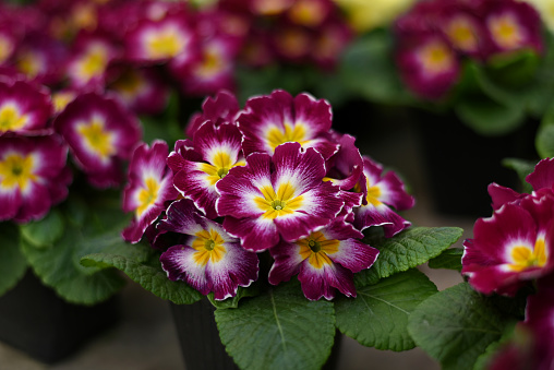 Multicolor Garden Primula Flowers, side view. Primula Primrose/Vulgaris Multicolored flowers. Primula obconica with white yellow center, beautiful houseplant or cool greenhouse plant blooming, top view, closeup with selective focus