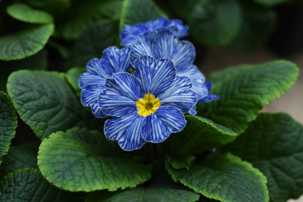 Multicolor Garden Primula Flowers, side view. Primula Primrose/Vulgaris Multicolored flowers. Blue white Primula obconica with yellow center, beautiful houseplant or cool greenhouse plant blooming, top view, closeup with selective focus multicolor jardín primula flores, vista lateral. primula primrose/vulgaris flores multicolores. primula obconica blanca azul con centro amarillo, hermosa planta de la casa o florecimiento fresco de la planta de invernadero, vista superior, primer plano co