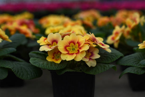 Multicolor Garden Primula Flowers, side view. Primula Primrose/Vulgaris Multicolored flowers. Yellow primula obconica, beautiful houseplant or cool greenhouse plant blooming, top view, closeup with selective focus multicolor jardín primula flores, vista lateral. primula primrose/vulgaris flores multicolores. primula obconica amarilla, hermosa planta de la casa o florecimiento fresco de la planta de invernadero, vista superior, primer plano con enfoque selectivo