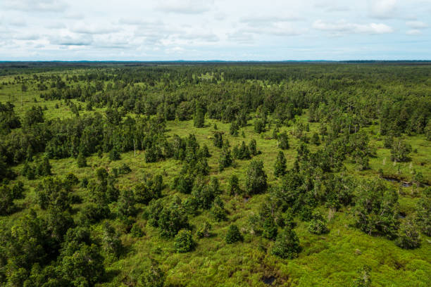 보르네오 열대 토탄 늪 숲 - aerial view lumber industry oil tropical rainforest 뉴스 사진 이미지