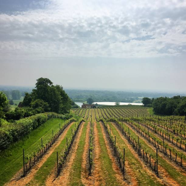 An English vineyard. stock photo
