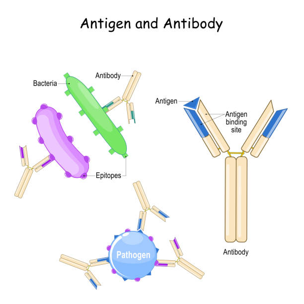 Antibody and Antigen. Humoral immunity Antibody and Antigen. Humoral immunity and antigen-antibody complex. Two bacteria with different epitopes and antibodies. Biology, Immunology, and Microbiology study"r"n phagocytosis diagram stock illustrations