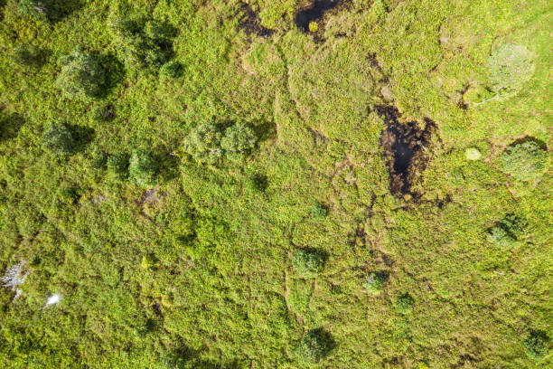 тропический торфяной лес борнео - aerial view lumber industry oil tropical rainforest стоковые фото и изображения