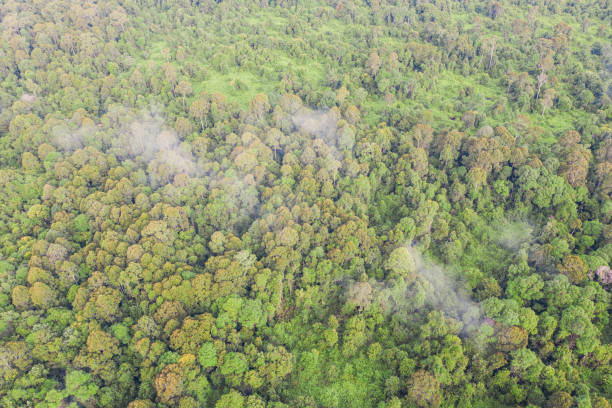 보르네오 열대 토탄 늪 숲 - aerial view lumber industry oil tropical rainforest 뉴스 사진 이미지
